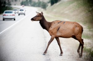 deer-crossing-street-300x199